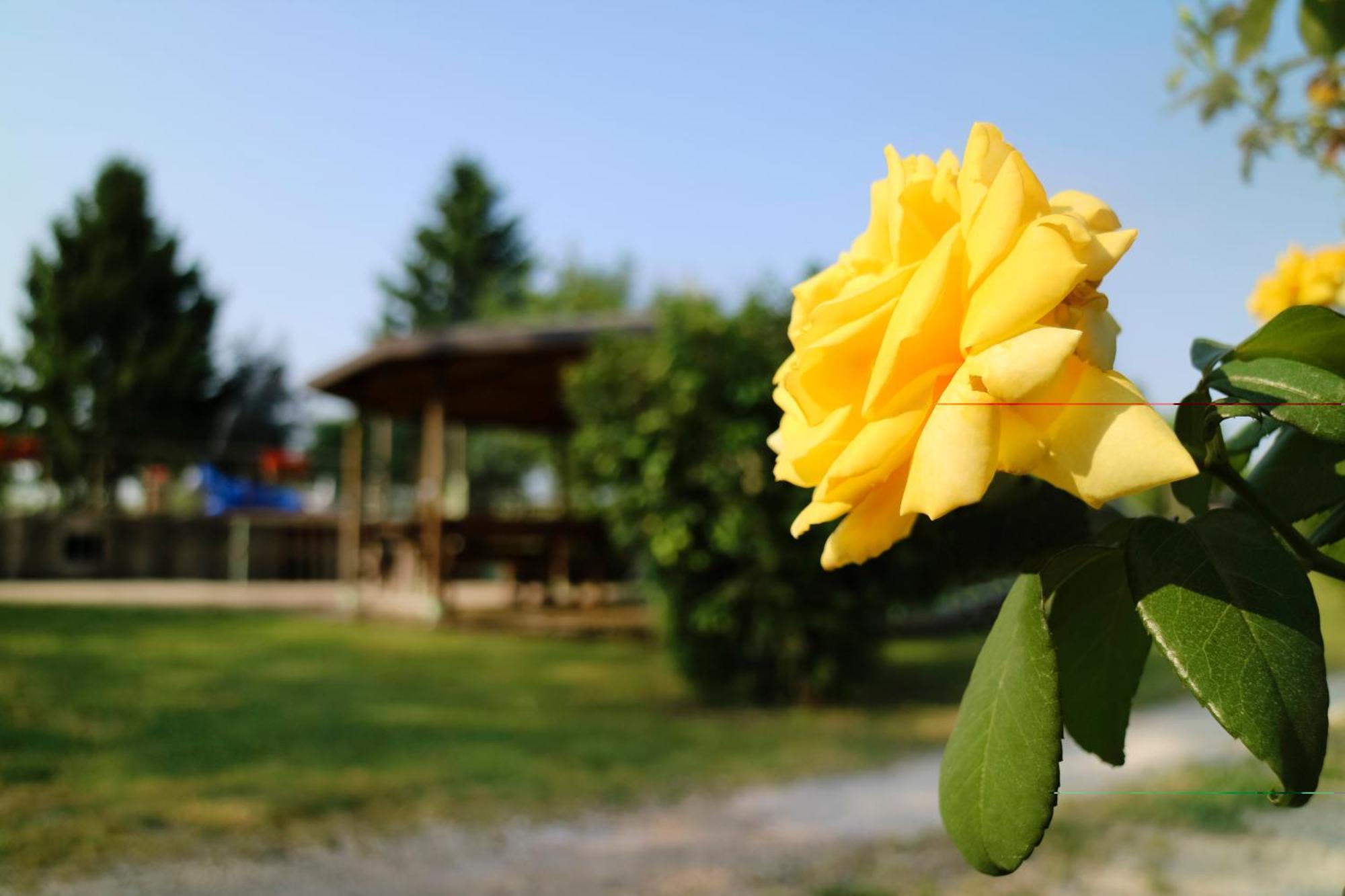 Agriturismo Ai Vigneti Ponti sul Mincio Ngoại thất bức ảnh